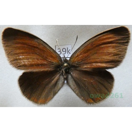 Coenonympha nolckeni Erschoff, 1874 Tadjikistan39k